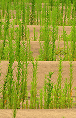 Herbes et vagues de sable